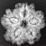 1MK(Underdeveloped) 22.8mm 3.82gm - Xray