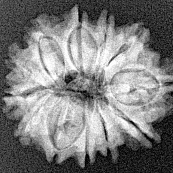 12 Mukhi Rudraksha 21.5mm 2.6gm - Xray