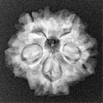 1MK(Underdeveloped) 20.6mm 3gm - Xray