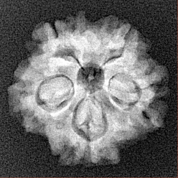 1MK(Underdeveloped) 20.6mm 3gm - Xray