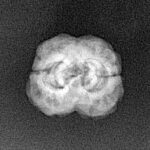 2 Mukhi Rudraksha 21.8mm 1.79gm - Xray