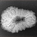 18 Mukhi Rudraksha 25.9mm 2.93gm - Xray