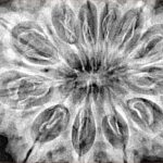 12 Mukhi Rudraksha 37.2mm 8.82gm - Xray