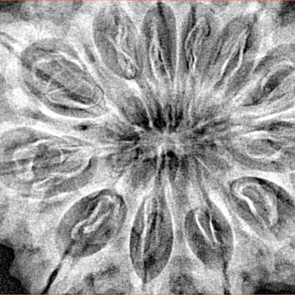 12 Mukhi Rudraksha 37.2mm 8.82gm - Xray