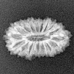 16 Mukhi Rudraksha 19.8mm 1.44gm - Xray