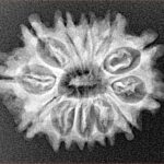 12 Mukhi Rudraksha 25.1mm 3.15gm - Xray