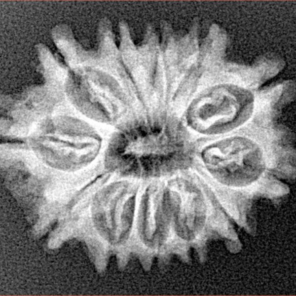 12 Mukhi Rudraksha 25.1mm 3.15gm - Xray