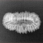 30 Mukhi Rudraksha 23.1mm 1.69gm - Xray