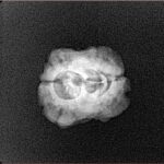 2 Mukhi Rudraksha 22.1mm 1.64gm - Xray