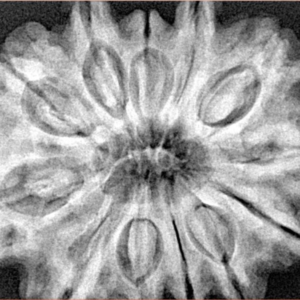 12 Mukhi Rudraksha 33.4mm 8.67gm - Xray