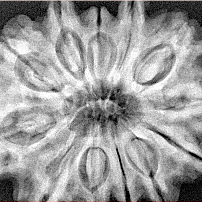 12 Mukhi Rudraksha 33.4mm 8.67gm - Xray