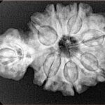 Sawar/Ganesh (7+1) 32.4mm 5.68gm - Xray