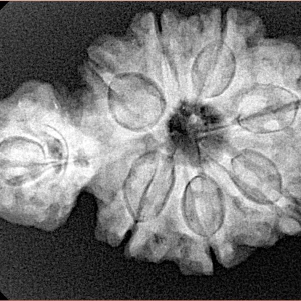 Sawar/Ganesh (7+1) 32.4mm 5.68gm - Xray