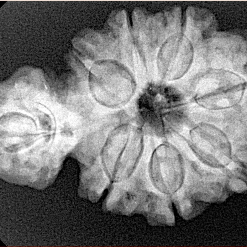 Sawar/Ganesh (7+1) 32.4mm 5.68gm - Xray