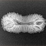 30 Mukhi Rudraksha 25mm 1.85gm - Xray