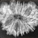 21 Mukhi Garbhgauri 30.1mm 4.65gm - Xray