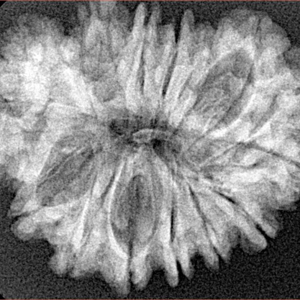 21 Mukhi Garbhgauri 30.1mm 4.65gm - Xray