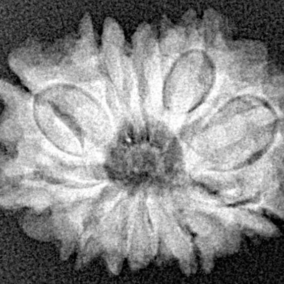 12 Mukhi Rudraksha 21.2mm 2.47gm - Xray