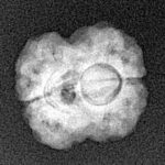 2 Mukhi Rudraksha 17.4mm 1.74gm - Xray