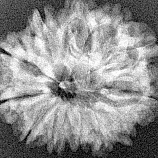 12 Mukhi Rudraksha 25.5mm 3.44gm - Origin: Nepal - Xray