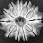 11 Mukhi Rudraksha 23.4mm 3.99gm - Xray