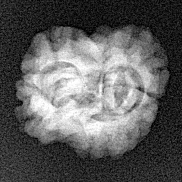 2 Mukhi Rudraksha 23.9mm 2gm - Xray