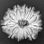11 Mukhi Rudraksha 22.2mm 2.9gm - Xray