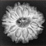 11 Mukhi Rudraksha 24mm 4.33gm - Xray