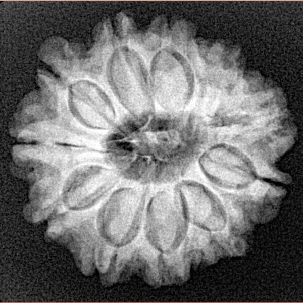 11 Mukhi Rudraksha 24mm 4.33gm - Xray