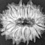 12 Mukhi Rudraksha 21.4mm 2.7gm - Xray