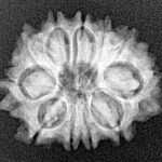 11 Mukhi Rudraksha 21.3mm 2.68gm - Xray