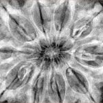 10 Mukhi Rudraksha 36mm 9.4gm - Xray