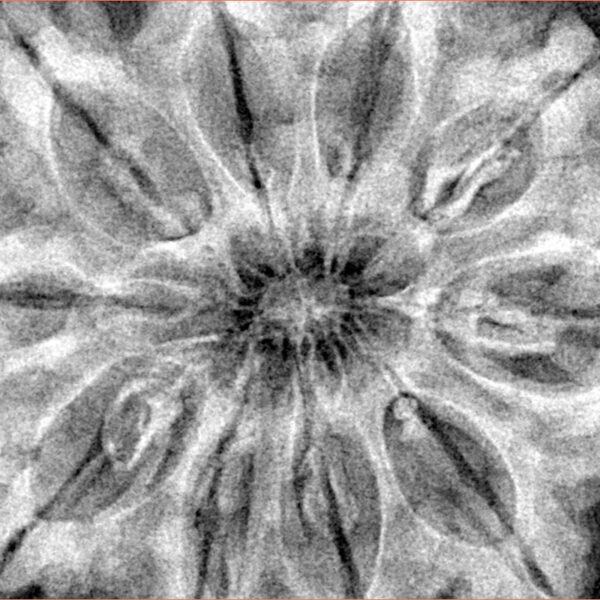 10 Mukhi Rudraksha 36mm 9.4gm - Xray