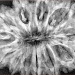 12 Mukhi Rudraksha 36.8mm 8.17gm - Xray