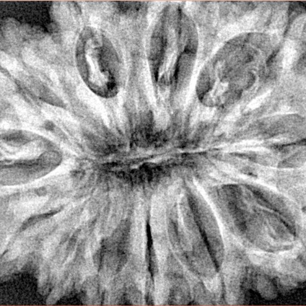 12 Mukhi Rudraksha 36.8mm 8.17gm - Xray