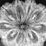 10 Mukhi Rudraksha 33mm 7.31gm - Xray