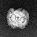 2 Mukhi Rudraksha 21.8mm 1.61gm - Xray
