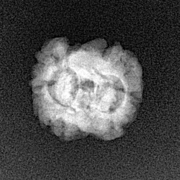 2 Mukhi Rudraksha 21.8mm 1.61gm - Xray