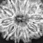 11 Mukhi Rudraksha 32.4mm 7.35gm - Xray