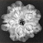 1MK(Underdeveloped) 24.1mm 4.55gm - Xray