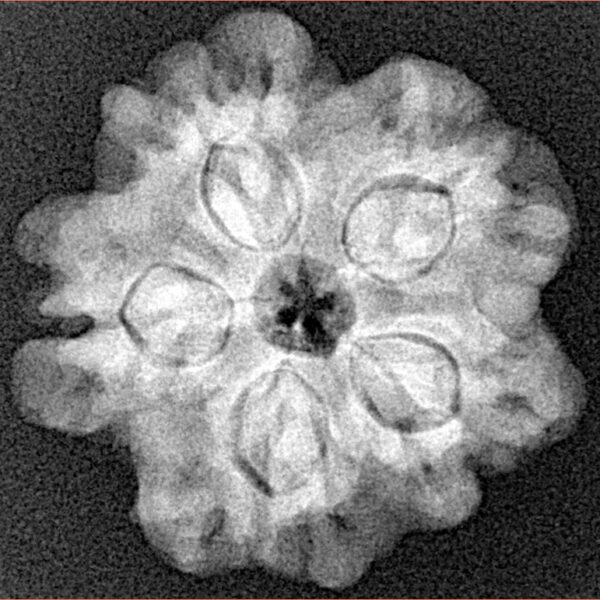 1MK(Underdeveloped) 24.1mm 4.55gm - Xray