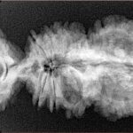 18 Mukhi Trijuti 40.4mm 5.81gm - Origin: Nepal - Xray