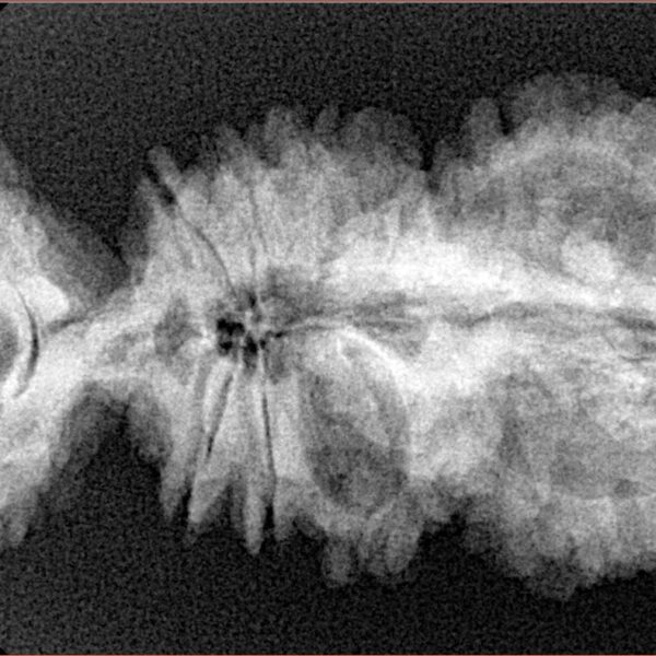 18 Mukhi Trijuti 40.4mm 5.81gm - Origin: Nepal - Xray