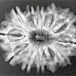 12 Mukhi Rudraksha 26.8mm 3.47gm - Xray