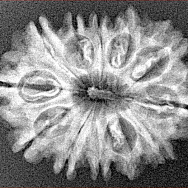 12 Mukhi Rudraksha 26.8mm 3.47gm - Xray