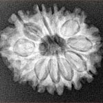 12 Mukhi Rudraksha 24.1mm 3.46gm - Xray