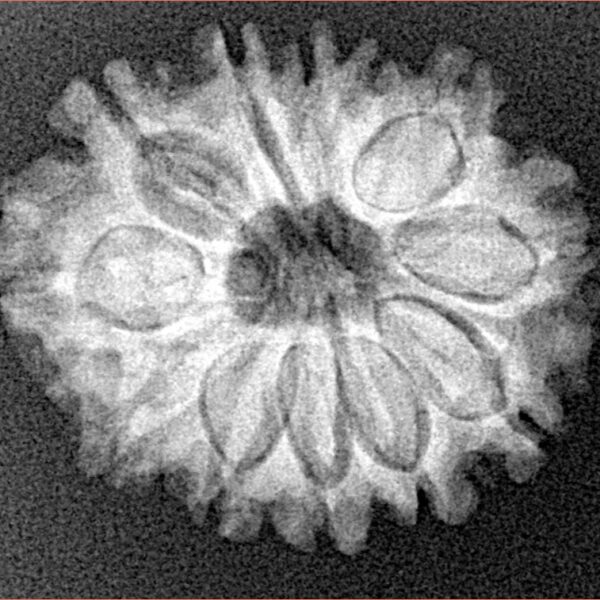 12 Mukhi Rudraksha 24.1mm 3.46gm - Xray