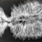 20 Mukhi Gaurishankar 45.7mm 7.4gm - Xray