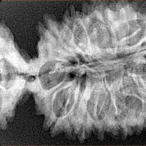 20 Mukhi Gaurishankar 45.7mm 7.4gm - Xray
