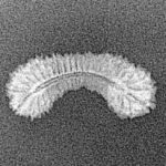 45 Mukhi Rudraksha 19.6mm 0.45gm - Xray